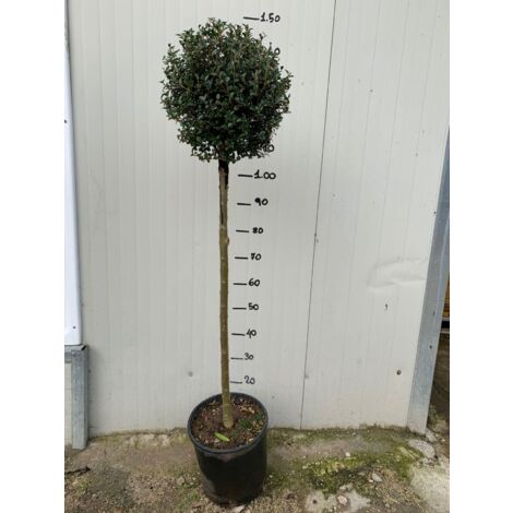 Vivaio Garden Forest – Troène boule en pot 24cm – Feuillage persistant vert foncé – Fleurs blanches parfumées – Adapté pour culture en pot