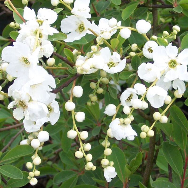 Voiles de mariée - Exochorda 'The Bride' - 50-60 cm pot