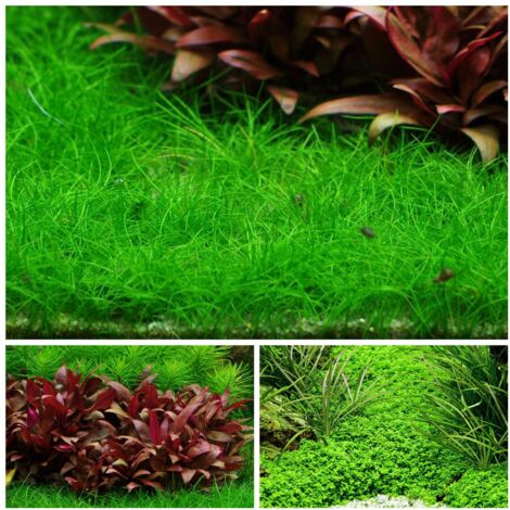 Vordergrund Set mit 3 Tropica in Vitro Pflanzen Aquariumpflanzenset Nr.48