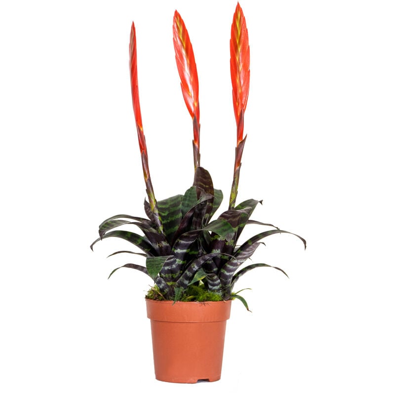 Vriesea Era – Torch Bromelia – Plante d'intérieur – Peu d'entretien – ⌀12 cm – ↕40-50 cm