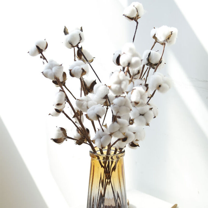 Véritables brindilles de coton, brindilles de coton blanc sec, décoration pur coton pour vases, bouquets de fleurs séchées, utilisées comme