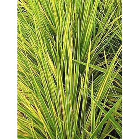 Vulpin des près 'Aureovariegatus' Godet de 8/9 cm