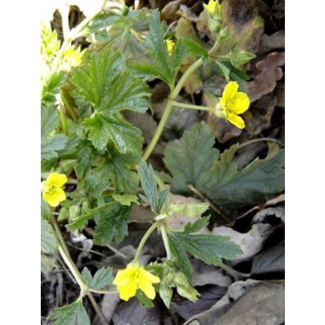 Waldsteinia geoides Godet de 8/9 cm