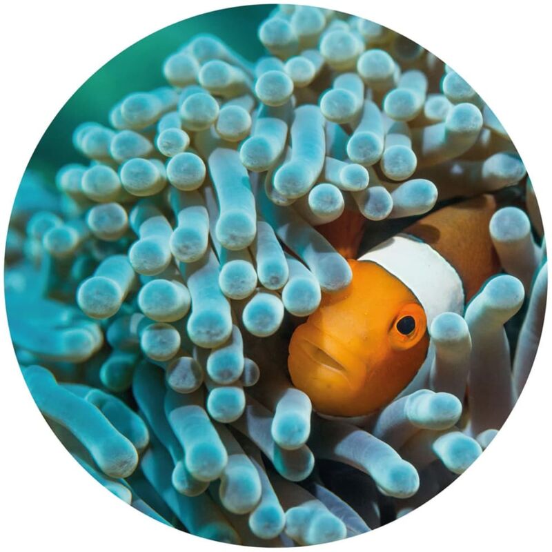 

Círculo de papel pintado Nemo the Anemonefish 142,5 cm - Multicolor - Wallart