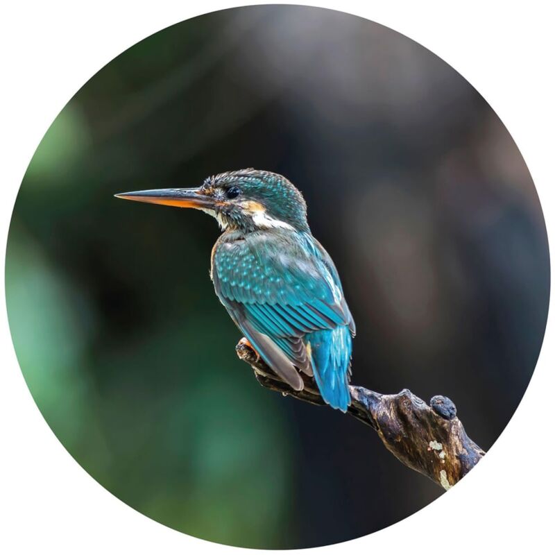 

Círculo de papel pintado The Kingfisher 142,5 cm - Multicolor - Wallart