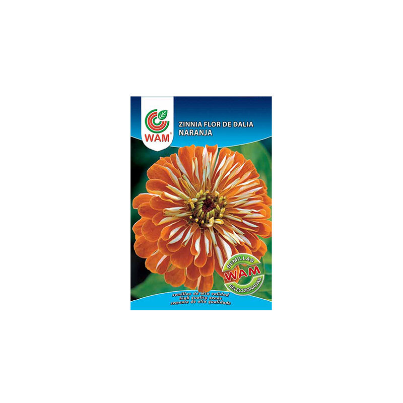 Giant Zinnia Graines Orange Dahlia Fleur, sur Classic 0.9 gr - WAM