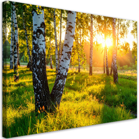 Wandbild Birkenwald Natur Landschaft 90x60 cm