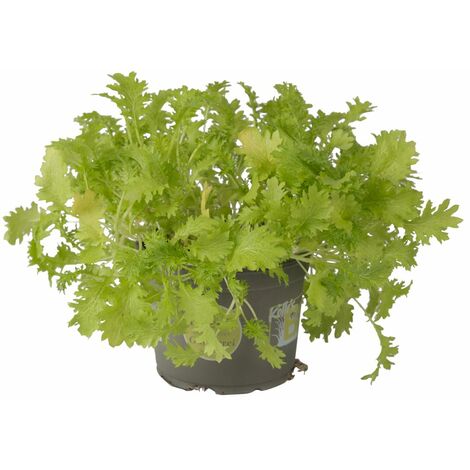 Wasabino, Kölle Bio, 12cm Topf, frisch aus unserer Bio-Gärtnerei