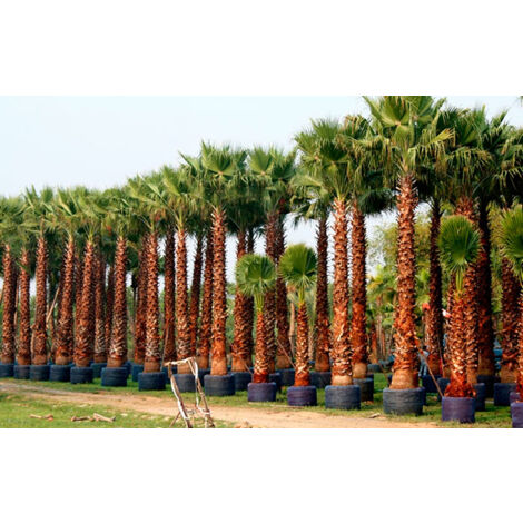 Washingtonia Filifera pot 24cm
