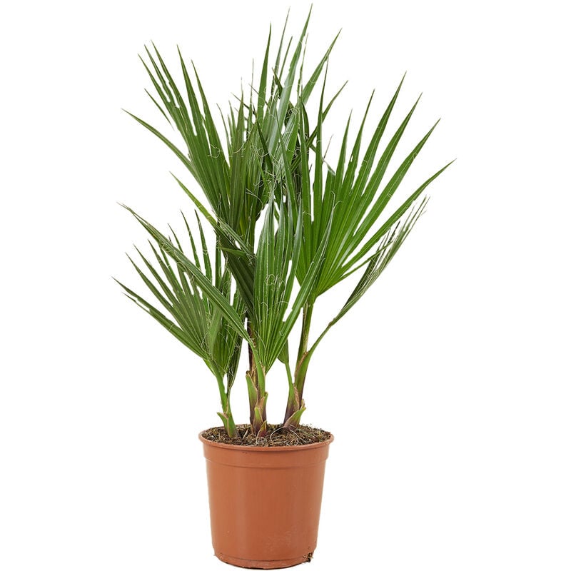 Bloomique - Washingtonia Robusta - Palmier éventail du Mexique - Palmier - Persistant - ⌀14 cm - ↕50-70 cm - Green