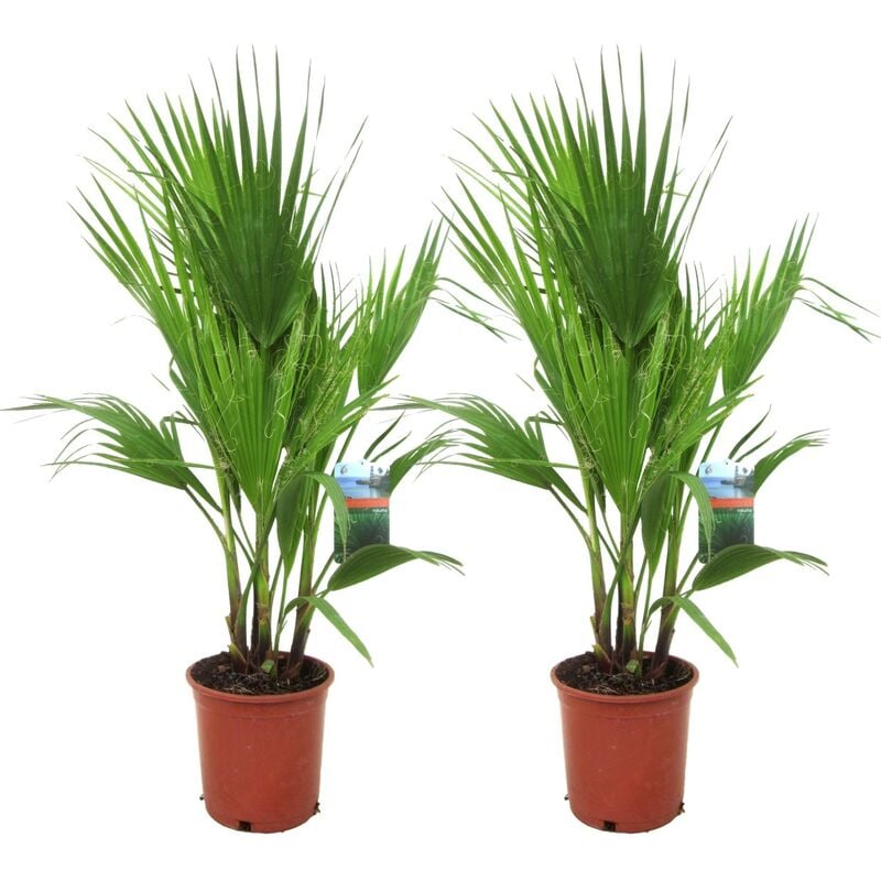 Plant In A Box - Washingtonia Robusta - Set de 2 - Palmier éventail - Pot 21cm - Hauteur 70-90cm - Vert