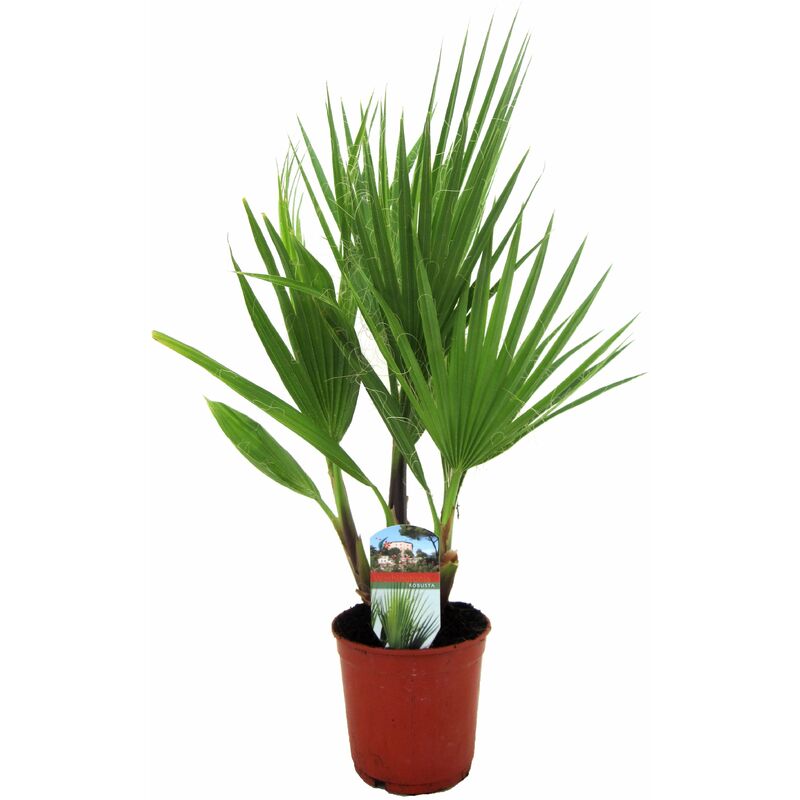 Plant In A Box - Washingtonia Robusta - Palmier éventail - Pot 15cm - Hauteur 50-60cm - Vert