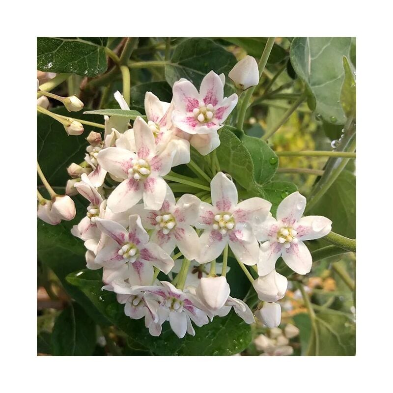 Javoy Plantes - Wattakaka sinensis - Dregea sinensis 3L