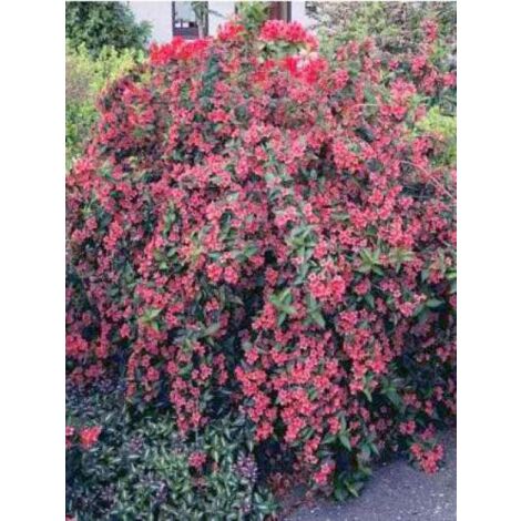 Weigela  'Bristol Ruby' Pot de 2L/3L