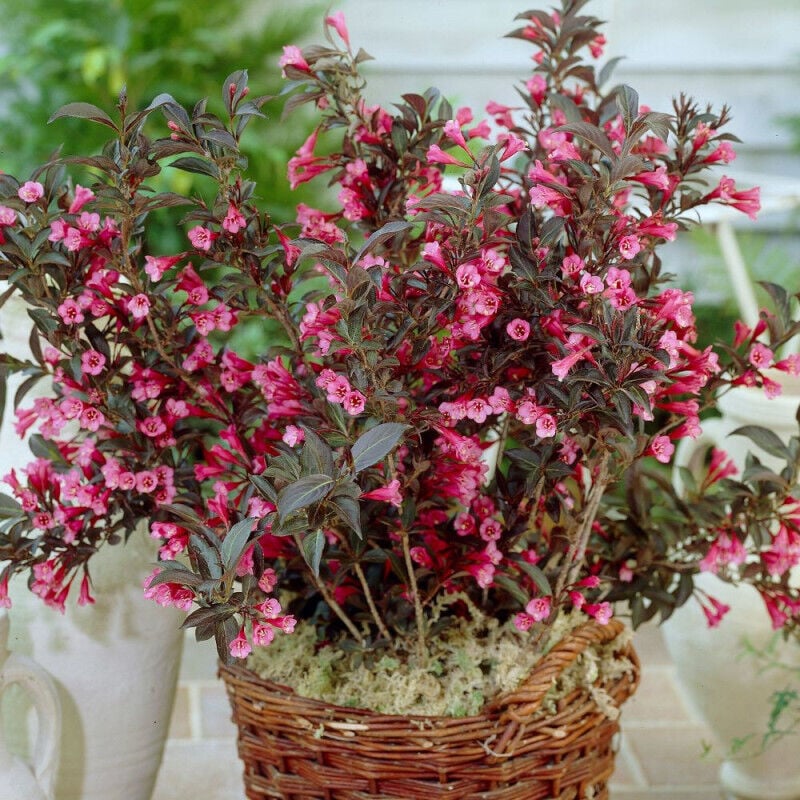 Weigela florida Alexandra/Pot de 7,5L