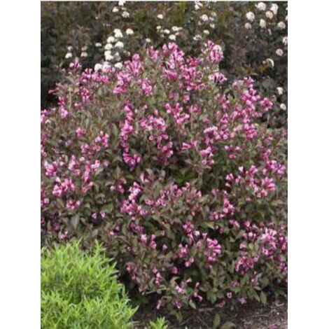 Weigela florida 'Alexandra' Pot de 2L/3L
