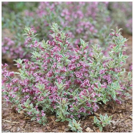 Weigela florida All Summer® Monet 'Verweig8'/Pot de 4L
