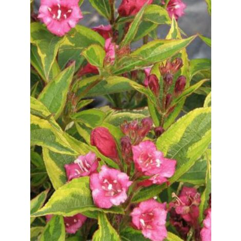 Weigela florida 'Brigela' Godet de 8/9 cm
