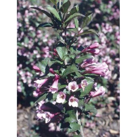 Weigela florida 'Foliis Purpureis' Godet de 8/9 cm