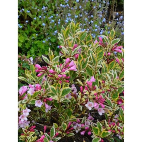 Weigela florida Magical® Rainbow 'Kolmagira' Pot de 3L/4L
