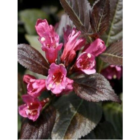 Weigela florida 'Minor Black' Godet de 8/9 cm