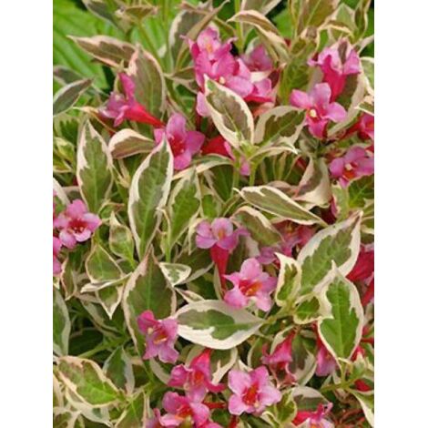 Weigela florida 'Monet'® Pot de 7,5L/10L