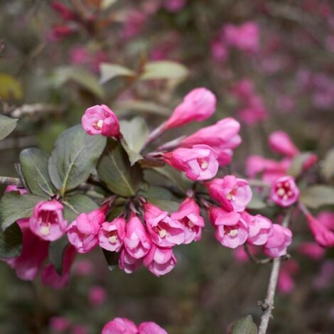 Weigela florida nana purpurea - Weigela florida nana purpurea Pot 3L