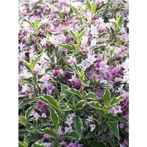 Weigela florida 'Nana Variegata' Pot de 2L/3L