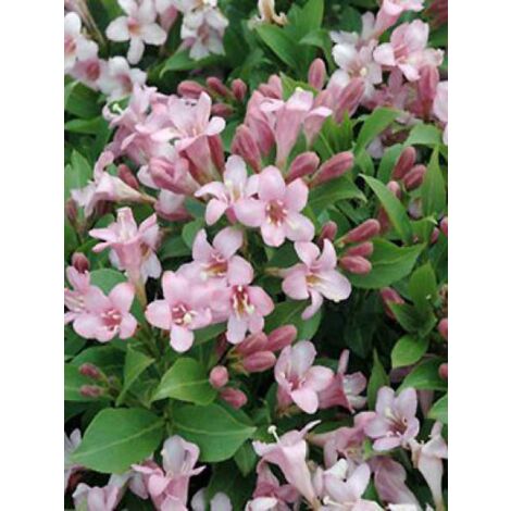Weigela florida 'Pink Poppet' Pot de 3L/4L