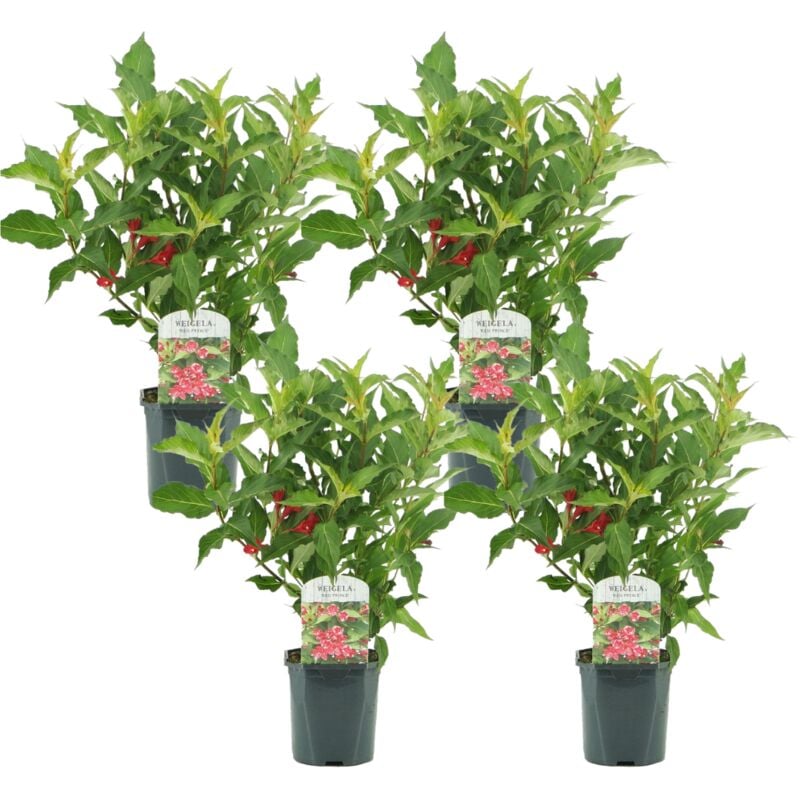 Plant In A Box - Weigela florida 'Red Prince' - Set de 4 - arbuste - Pot 17cm - Hauteur 25-40cm - Rouge