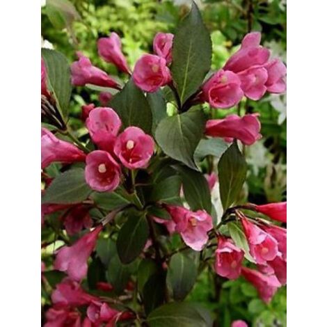 Weigela florida 'Victoria' Godet de 8/9 cm