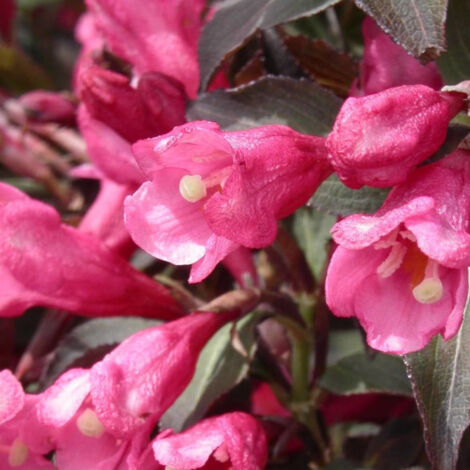 Weigela florida Victoria/Pot de 4L