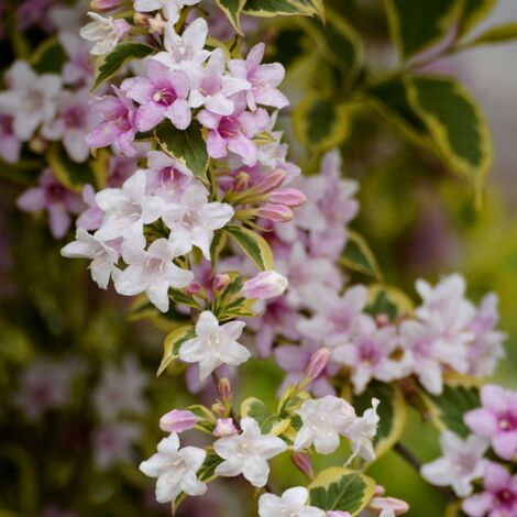 Weigela marjorie - Weigela marjorie Pot 3L