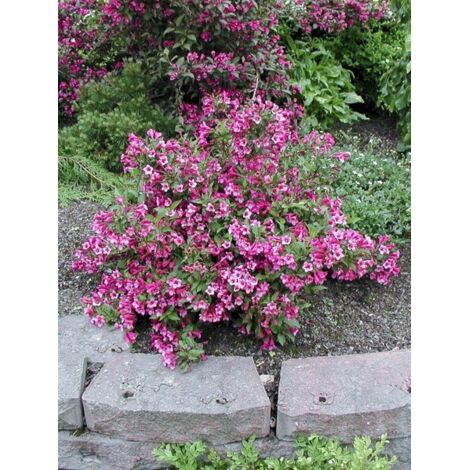 Weigela nain 'Minuet' Godet de 8/9 cm