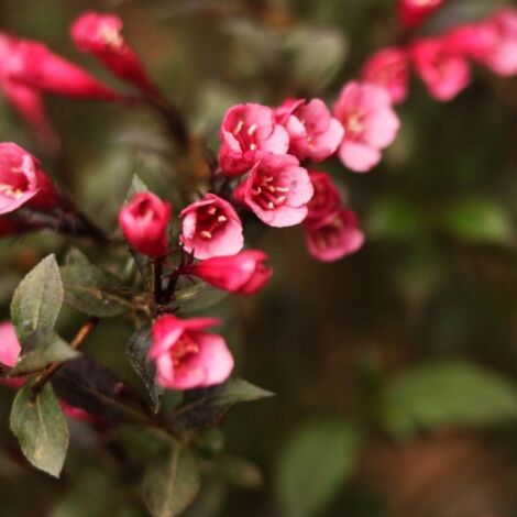 Weigela 'Nana purpurea' (Weigela florida 'Nana purpurea')