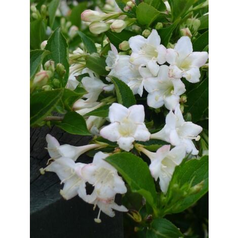 Weigela 'Snowflake' Godet de 8/9 cm