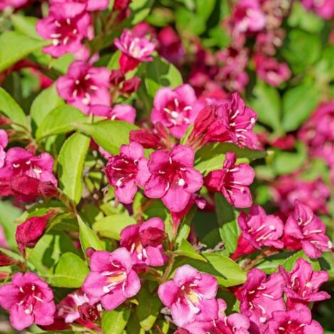 Weigela (Weigela)