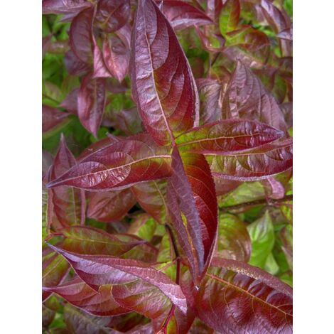 Weigela 'Wings of Fire' Pot de 3L/4L 25/50cm