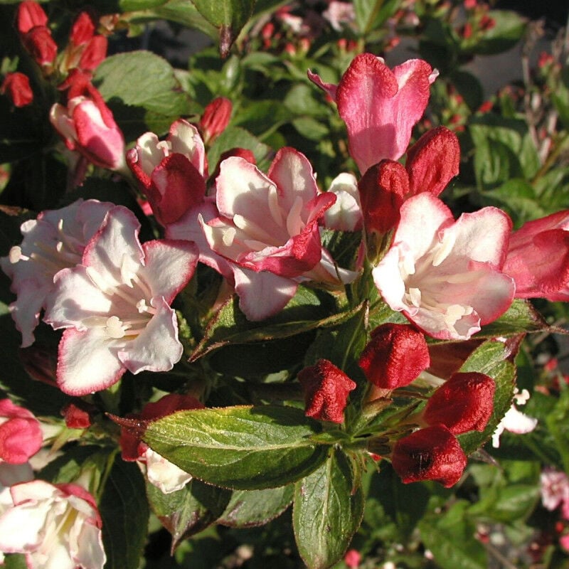 Weigela Carnaval® 'Courtalor'/Pot de 4L