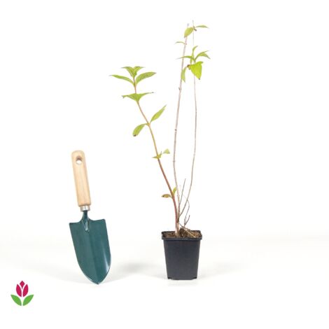 Weigelia Bristol Ruby - Pot de 9 cm, hauteur livrée 10 cm, 2/3 branches. - Pot de 9 cm, hauteur livrée 10 cm, 2/3 branches. - Willemse