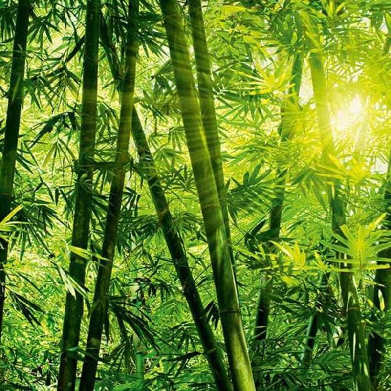 

Mural fotográfico Bamboo Forest - Verde - W&g