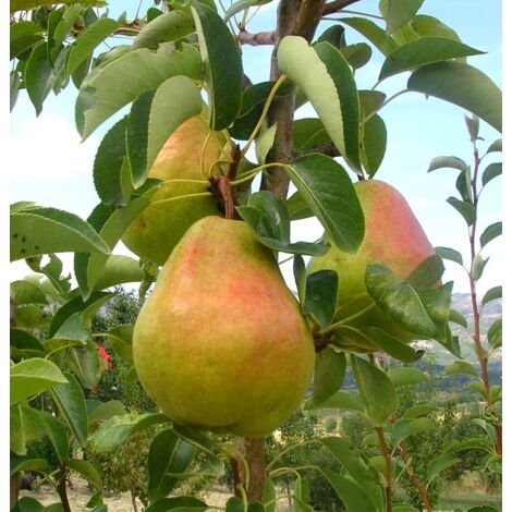 William Pear plant dans un pot de 24 cm