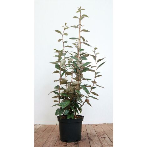 Wintergrüne Ölweide Elaeagnus ebbingei 7,5 L 60- 80