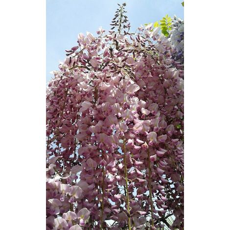 Wisteria floribunda 'Rosea' - Pianta GLICINE rosa  rampicante H 190cm  fiori