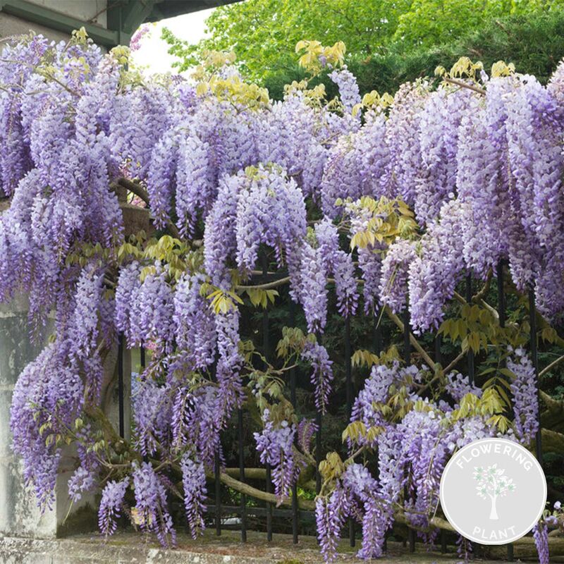 Bloomique - Wisteria sinensis Prolifique – Glycine – Plante grimpante – Peu d'entretien - ⌀15 cm - ↕60-70 cm - Blue