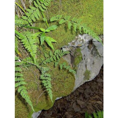 Woodsia obtusa Godet de 8/9 cm