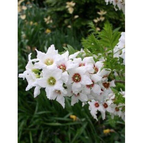 Xanthoceras sorbifolium Pot de 3L/4L