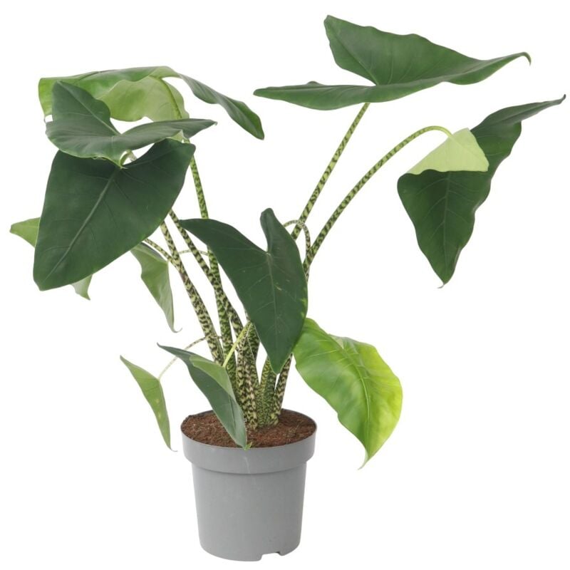 Plant In A Box - Plante éléphant - Alocasia 'Zebrina' - Hauteur 140-150cm - ⌀32cm
