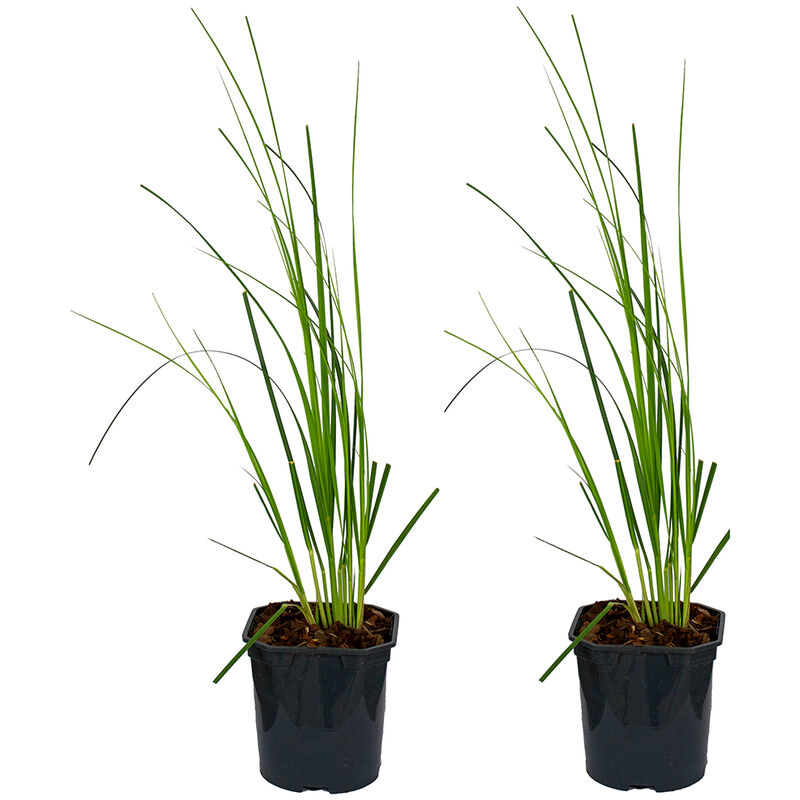 Bloomique - 2x Cortaderia selloana 'Mini Pampas' - Persistant - Croissance rapide - ⌀17 - ↕30 cm - Green