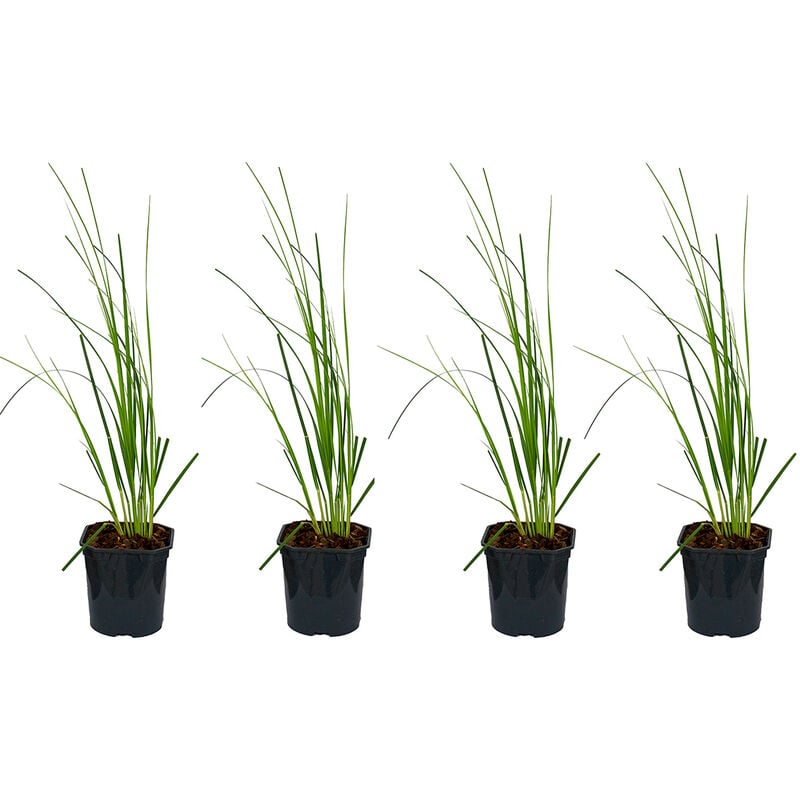 Bloomique - xl Cortaderia 'Mini Pampas' - Herbe de la pampa naine par 4 pièces - Plante d'extérieur en pot de culture ⌀17 cm - ↕25 cm.